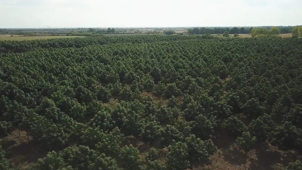 Feydom's Forest